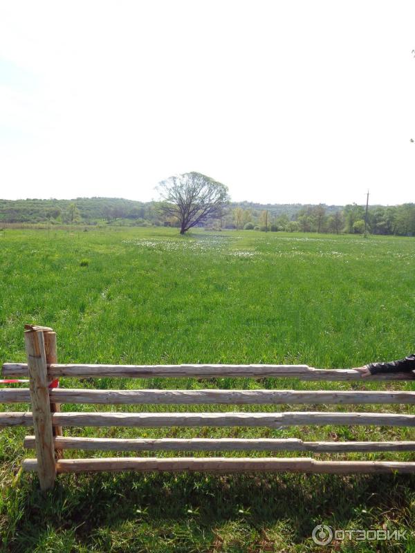 Долина нарциссов (Украина, урочище Киреши) фото