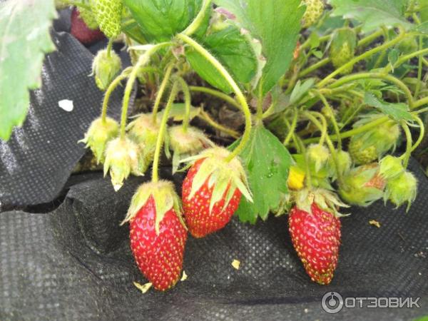 Organické minerální hnojivo Bui hnojiva OMU Univerzální foto