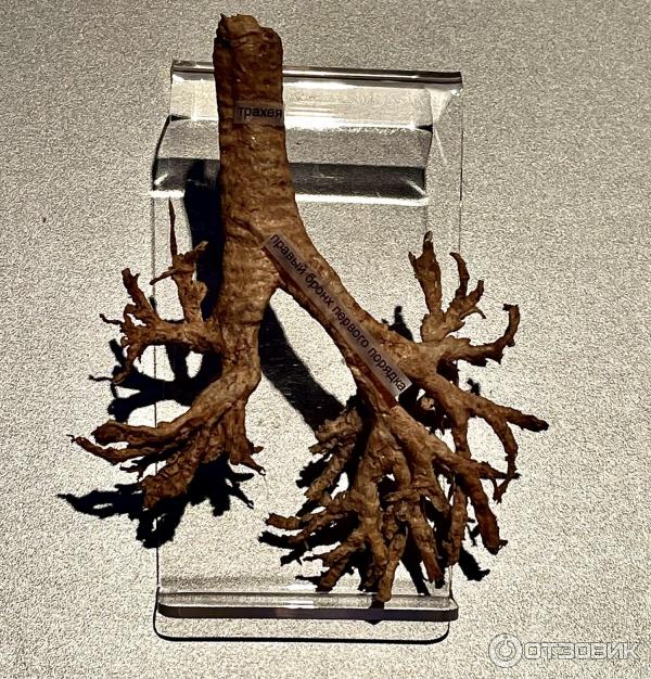 BODY WORLDS (Россия, Москва) фото