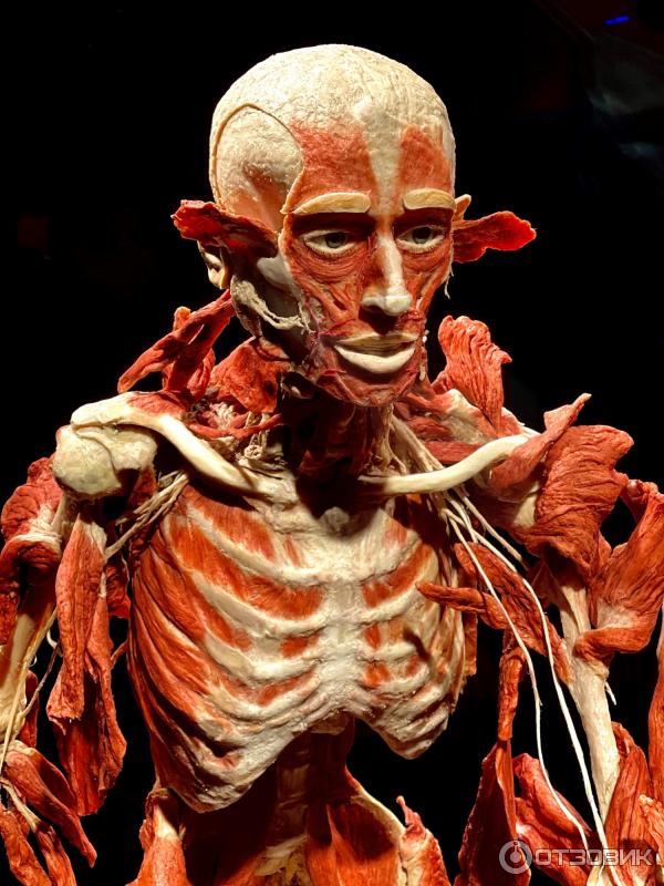 BODY WORLDS (Россия, Москва) фото