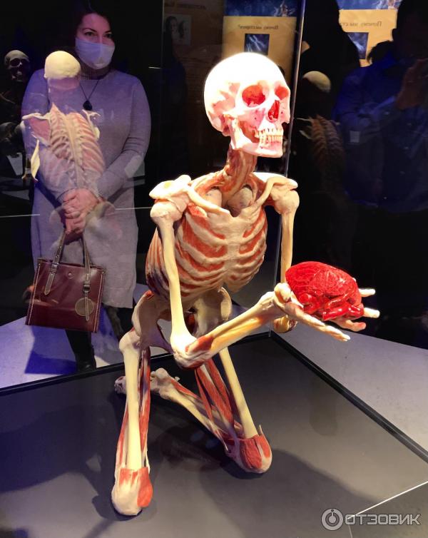 BODY WORLDS (Россия, Москва) фото