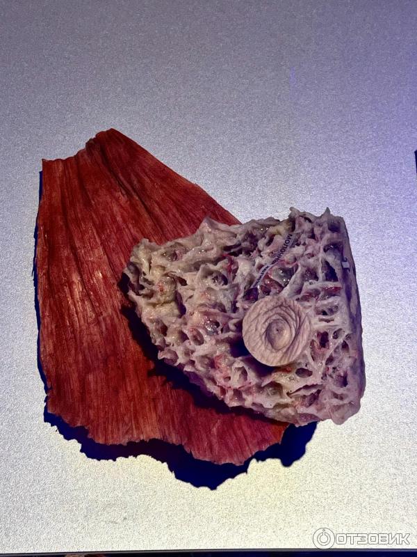 BODY WORLDS (Россия, Москва) фото