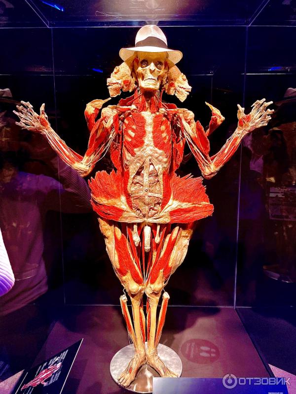 BODY WORLDS (Россия, Москва) фото