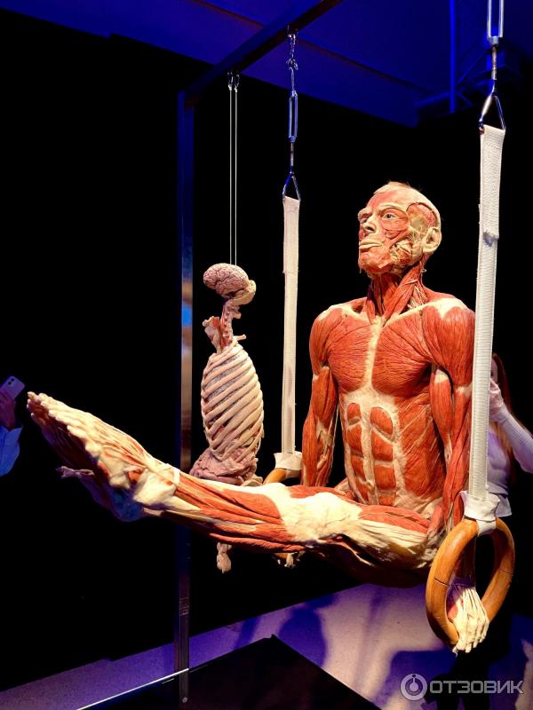BODY WORLDS (Россия, Москва) фото