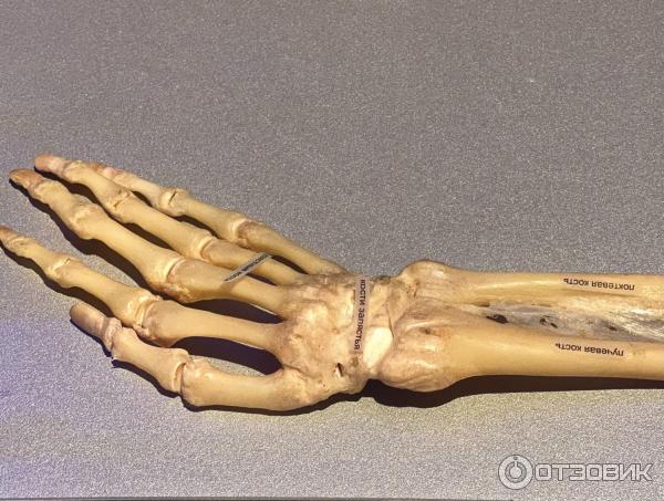 BODY WORLDS (Россия, Москва) фото