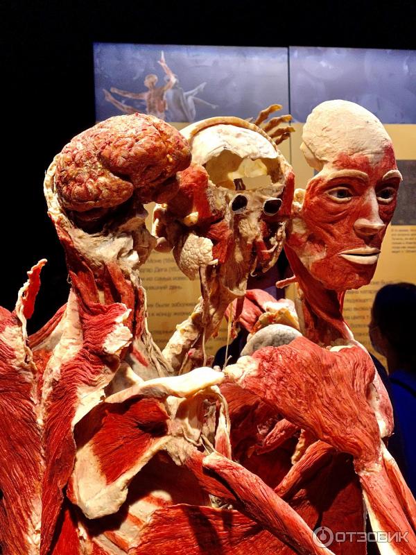 BODY WORLDS (Россия, Москва) фото