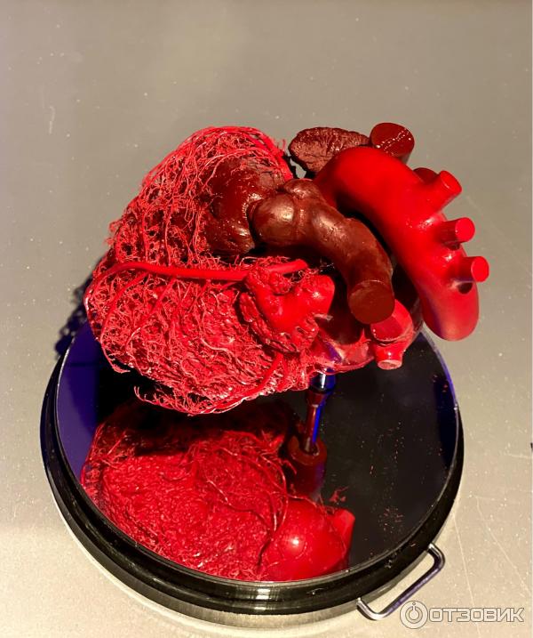 BODY WORLDS (Россия, Москва) фото