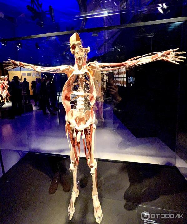 BODY WORLDS (Россия, Москва) фото