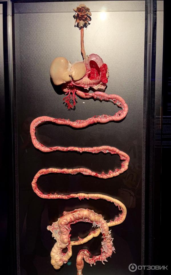 BODY WORLDS (Россия, Москва) фото