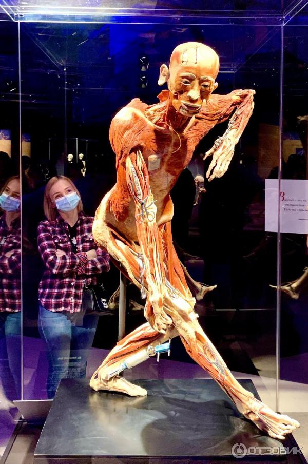 BODY WORLDS (Россия, Москва) фото
