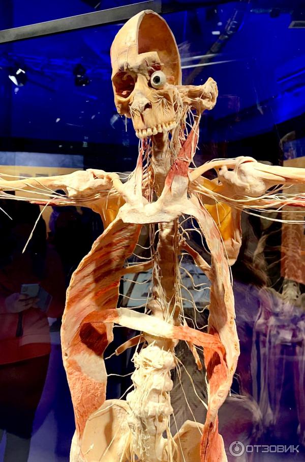 BODY WORLDS (Россия, Москва) фото