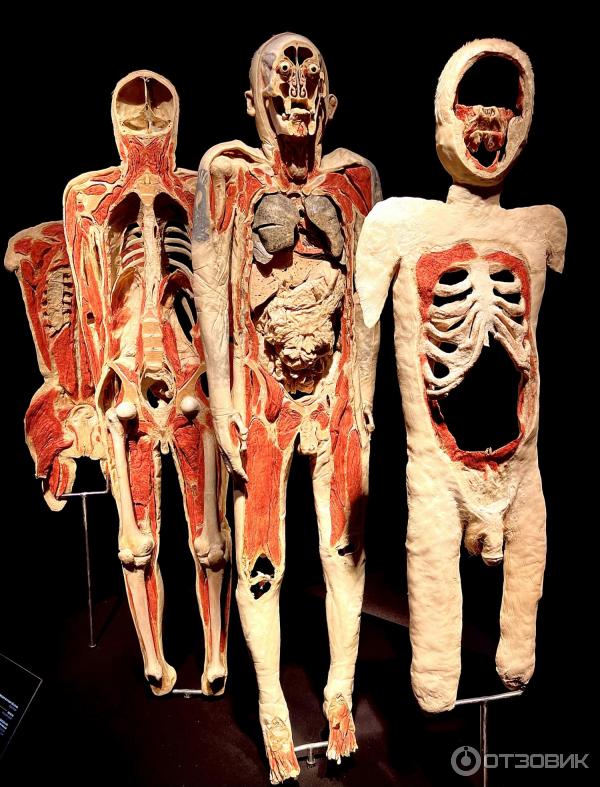 BODY WORLDS (Россия, Москва) фото