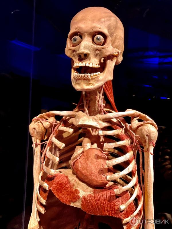 BODY WORLDS (Россия, Москва) фото