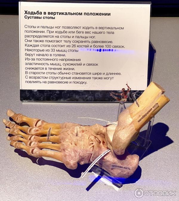 BODY WORLDS (Россия, Москва) фото
