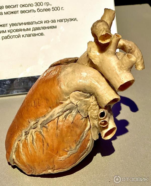 BODY WORLDS (Россия, Москва) фото