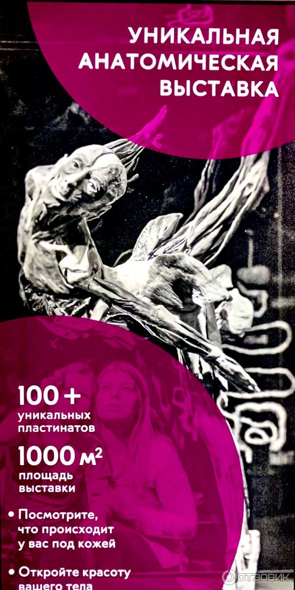 BODY WORLDS (Россия, Москва) фото