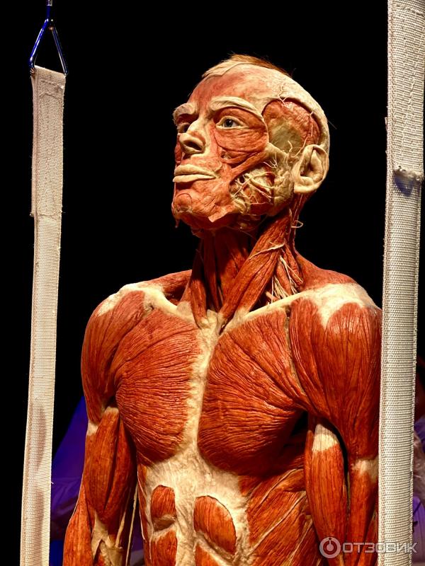 BODY WORLDS (Россия, Москва) фото