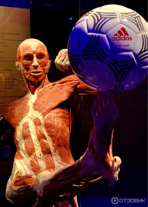 BODY WORLDS (Россия, Москва) фото