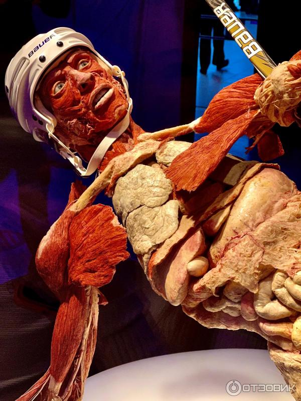 BODY WORLDS (Россия, Москва) фото