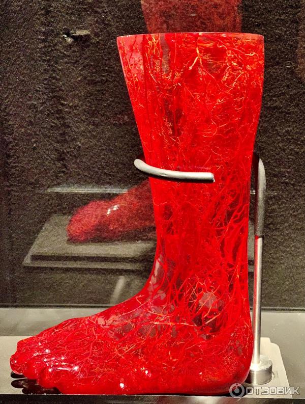 BODY WORLDS (Россия, Москва) фото