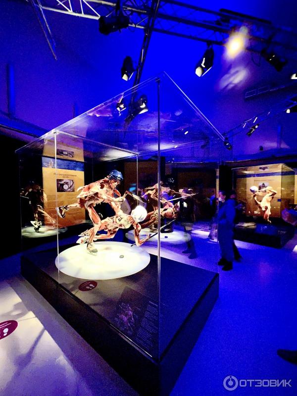 BODY WORLDS (Россия, Москва) фото