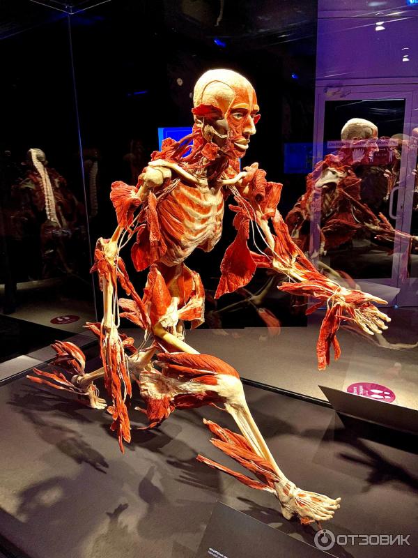 BODY WORLDS (Россия, Москва) фото