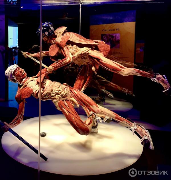 BODY WORLDS (Россия, Москва) фото