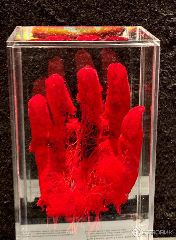 BODY WORLDS (Россия, Москва) фото