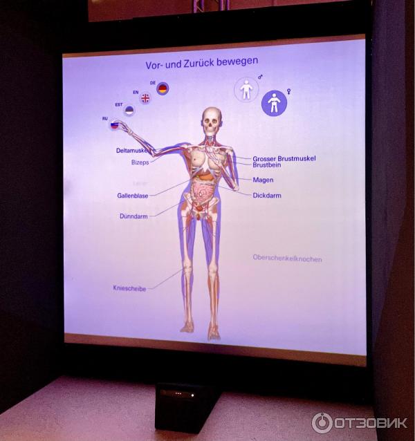 BODY WORLDS (Россия, Москва) фото