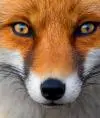 Zorro Honesto