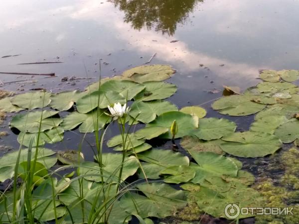 Воронежская область