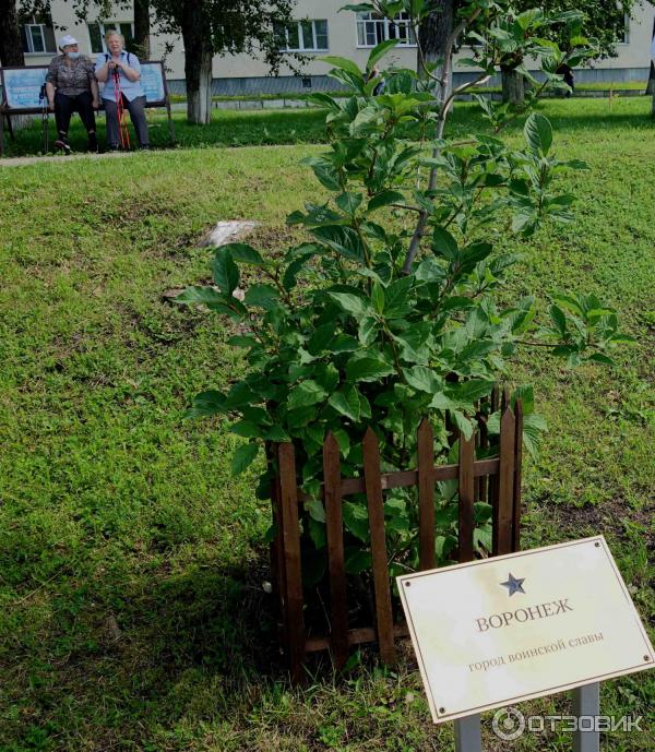 Аллея городов воинской славы в Архангельске