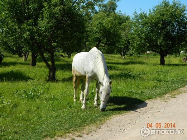 Ясная Поляна (Россия, Тульская область) фото