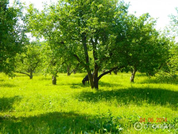 Ясная Поляна (Россия, Тульская область) фото