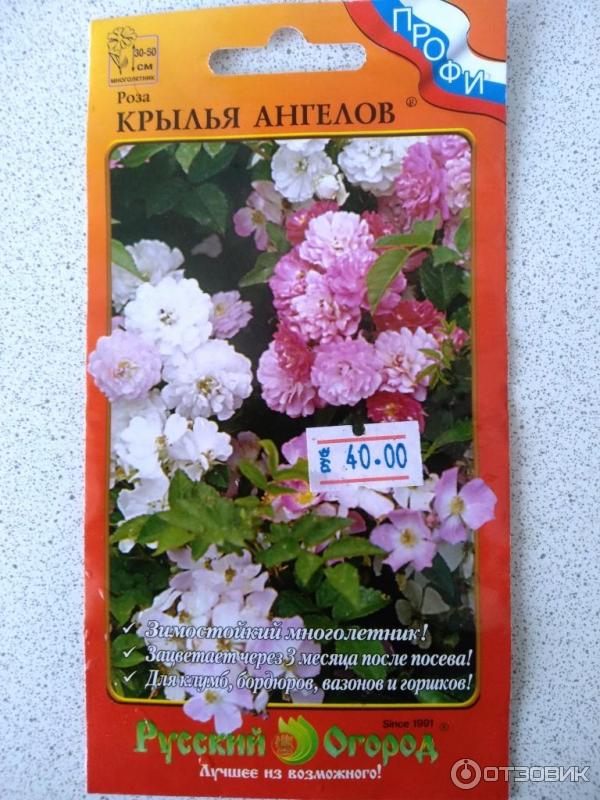 Роза Китайская Крылья Ангела Фото