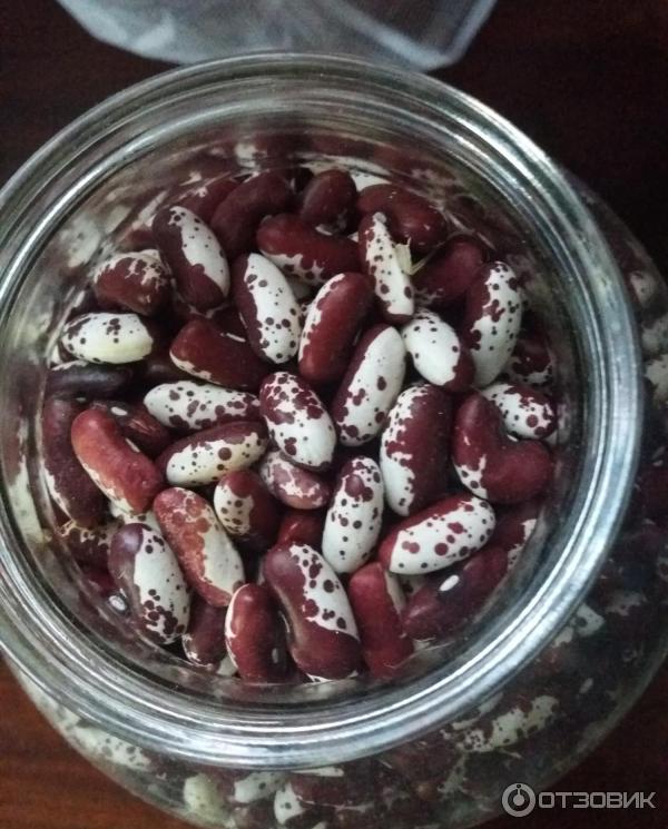Фасоль сорт ласточка. Фасоль бордовая. фасоль ласточка. сорта фасоли ласточка. фасоль «ласточка», 500 грамм.