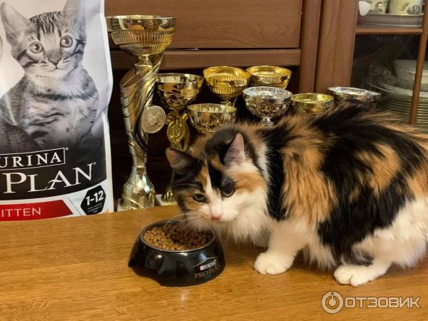 Корм для кошек и котят proplan