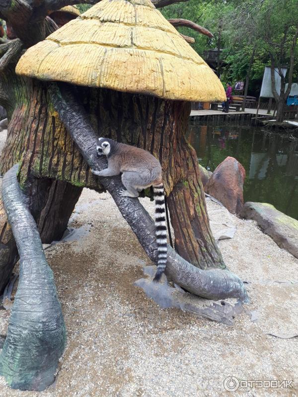 Сафари Парк Краснодар Цена