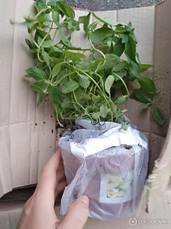 Отзыв о Саженец мяты банановой Агромаркет Menta arvensis banana | На ...