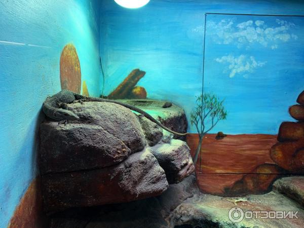 Парк дикой природы Crocosaurus Cove (Австралия, Дарвин) фото