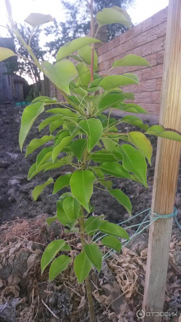 Отзыв о Питомник саженцев "Аристо сад" (Россия, Крым) | Сомнительный ...
