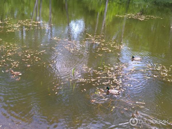 Природно-исторический парк Покровское-Стрешнево (Россия, Москва) фото