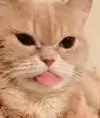 Vasiluos