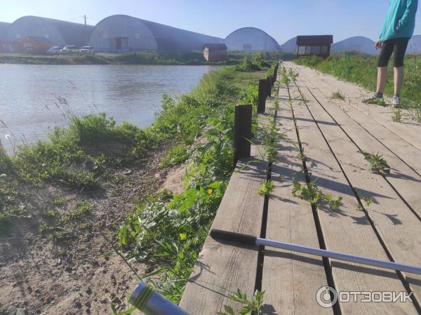 карпов пруд арнеево, карпов пруд арнеево платная рыбалка, карпов пруд, деревня арнеево, трасса карпов пруд