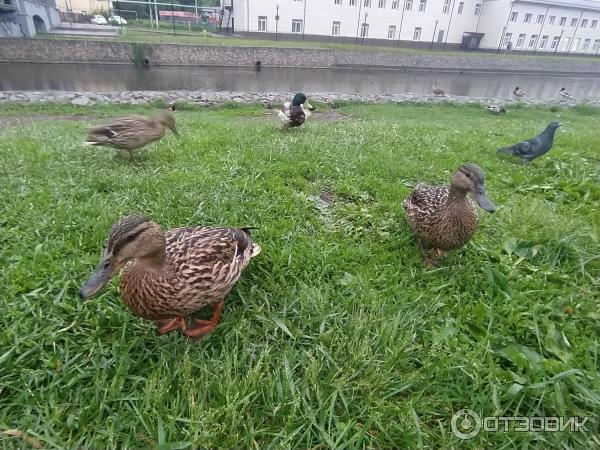 Набережная реки Уводь (Россия, Иваново) фото