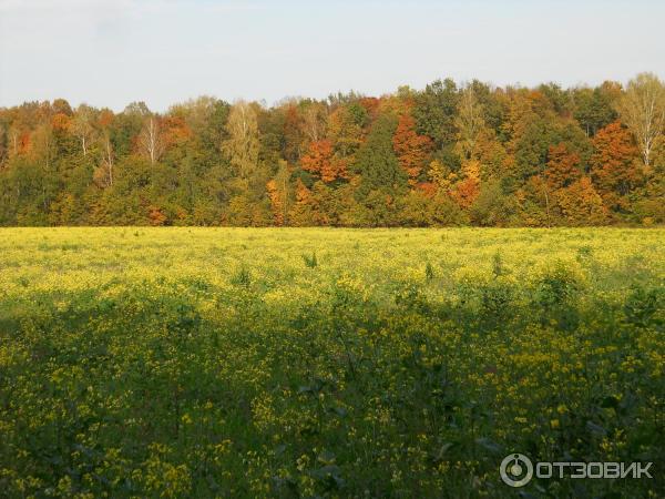 Ясная Поляна (Россия, Тульская область) фото