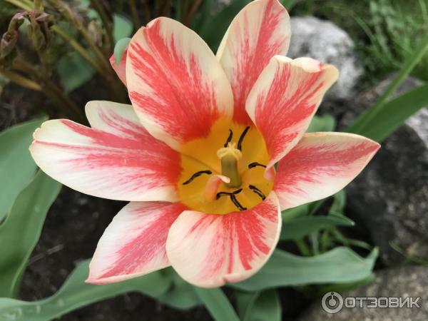 Cibule tulipánů multiflora Quebec Petroflora photo