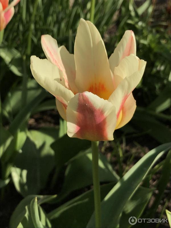 Cibule tulipánů multiflora Quebec Petroflora photo