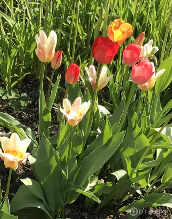 Cibule tulipánů multiflora Quebec Petroflora photo