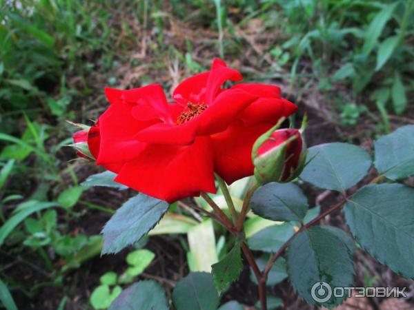 Роза Дон Жуан Плетистая Фото И Отзывы